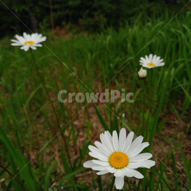 plant,꽃,daisies,데이지,blossom,daisy,flower,흰꽃,흰색꽃