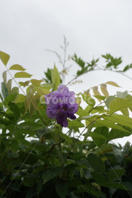 plant,식물,꽃,flower,자연,식물,자연,plants,nature,꽃,flower