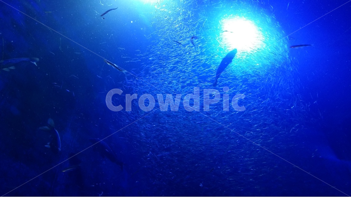 물고기,푸른색,빛,동물,바다,고기,물,wather,animal,fish,sea,meat,blue,light,자연,풍경,nature,landscape,동물,animal,어류,물고기,fish,water,aquatic,물의