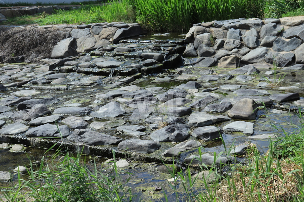 돌다리,돌,하천,stone,자연,개천