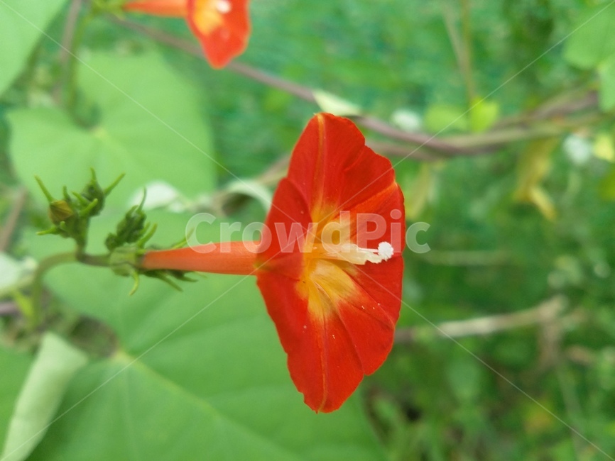 꽃,들꽃,자연,식물,flower,natuer,plant,식물,자연,plants,nature,꽃,flower
