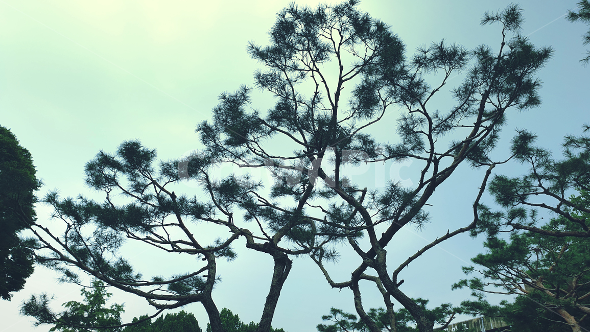 background,beautiful,beauty,black,city,dark,day,foliage,forest,garden,growth,korea,natural,nature,outdoor,park,pinetree,pinetrees,plant,publicgarden,publicplace,season,seoul,sky,summer,tree,trees,white,wood,나무,식물,소나무,대비,하늘,서울,공원,자연,야외,여름,어두운,검은,식물,자연,plants,nature,나무,trees,wood