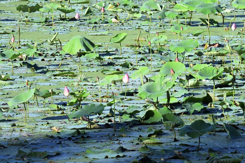 연못,수련,식물,자연,여름,정원,푸르른,물,수경식물,연못가,연못정원,plants,nature,연,연꽃,힐링,flower,감성,연잎,식물,자연,plants,nature