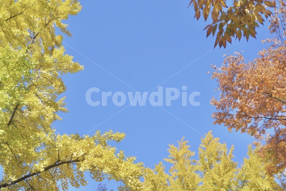 가을,fall,나무,단풍,하늘,식물,tree,plant,가을하늘,은행나무