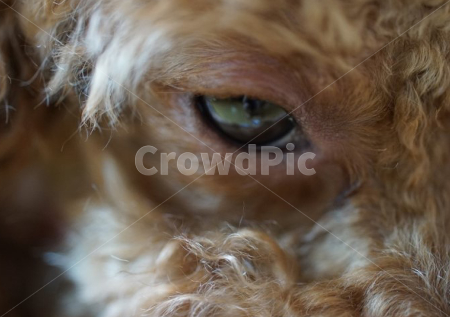 개,강아지,접사,애완견,반려견,화난개,동물,털,이빨,푸들,개,강아지,dog,doggy