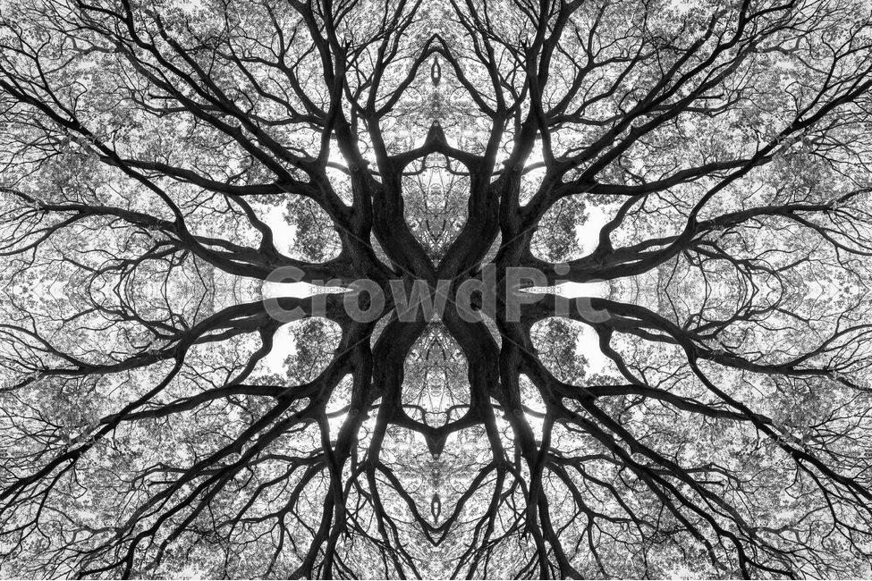 봄,나무,그린,공원,자연,식물,자연,plants,nature,나무,trees,wood,흑백,모노톤,monochrome,black and white,연출,컨셉,콘셉,direction,concept