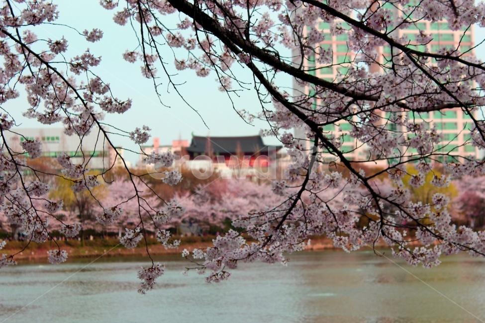 벚꽃,강,풍경,봄,한옥,봄꽃,건물,꽃,식물,감성,자연,힐링,cherryblossom