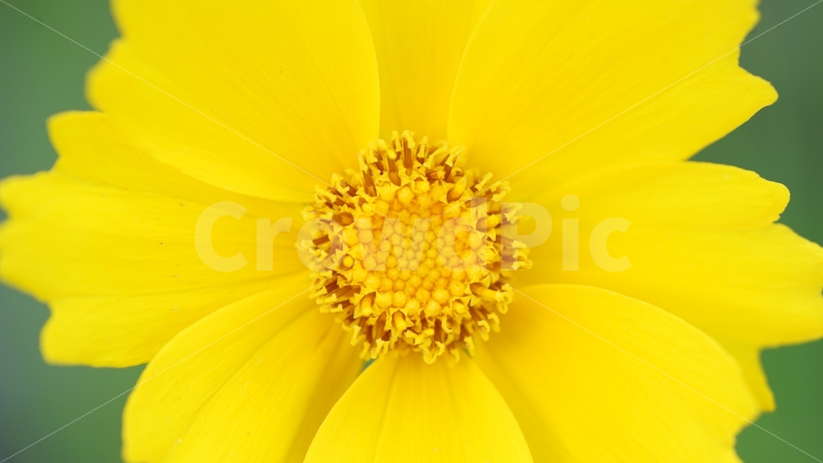 꽃,노랑,여름,자연,밝은,접사,식물,자연,plants,nature,꽃,flower