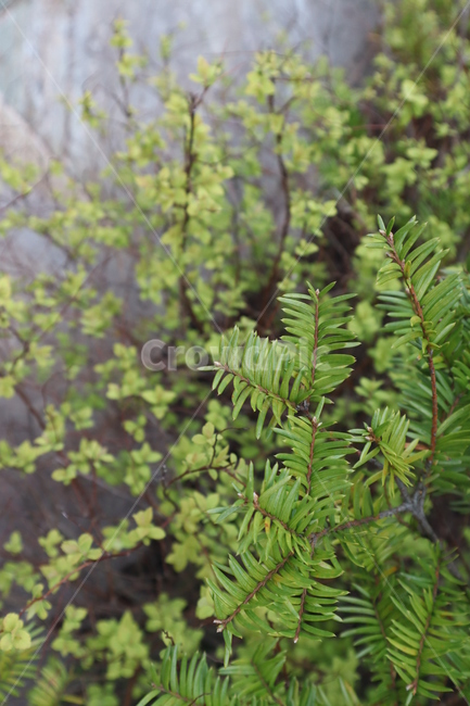 푸름,푸르른,초록,식물,예쁜,목가적,시골,패턴,pattern,plants,nature,네추럴,쉼,아름다움,자연,봄,spring