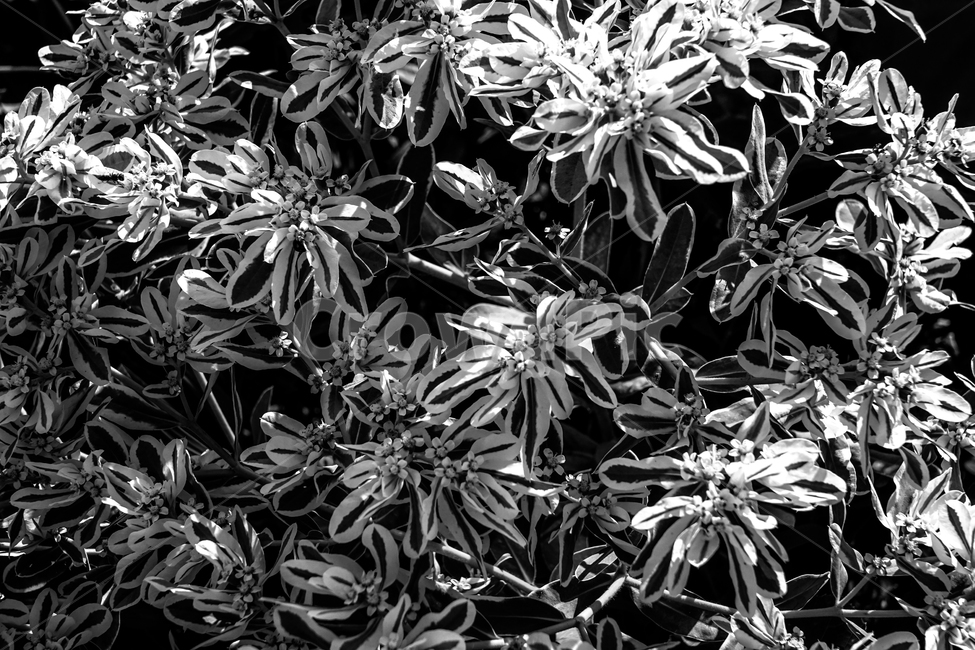 화초,꽃,식물,자연,화원,꽃밭,식물,자연,plants,nature,흑백,모노톤,monochrome,black and white