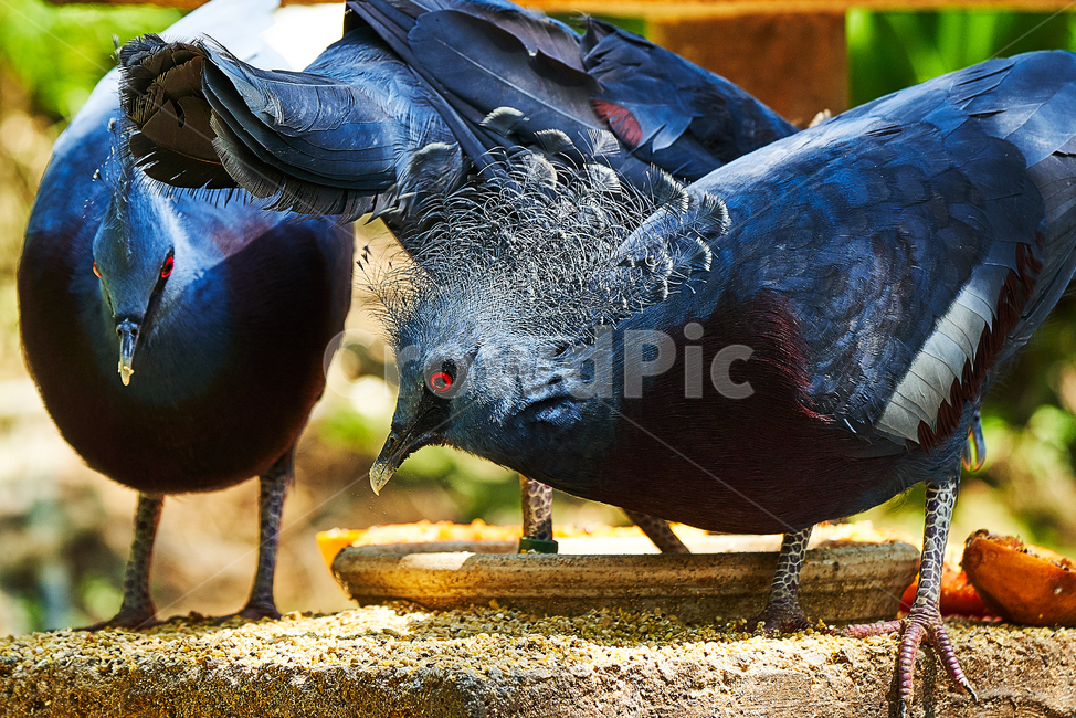 새,조류,먹이,매크로,부리,동물,animal,조류,새,birds