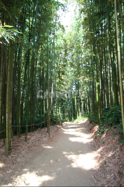 대나무,산길,풍경,자연,초록,bamboo,nature