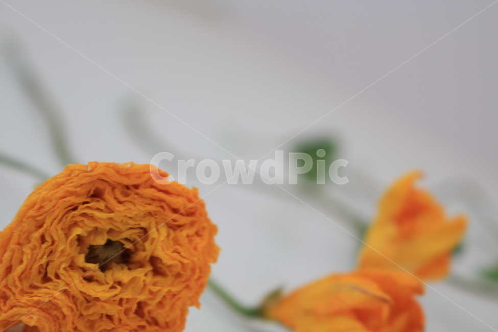 드라이플라워,꽃,줄기,노랑,접사,감성,식물,자연,plants,nature,꽃,flower