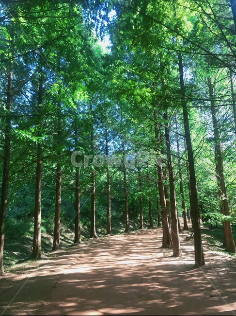 나무,메타세콰이어,수목원,하늘,황토,초목,식물,삼림지,숲,땅,자연,작은숲,vegetation,plant,woodland,forest,outdoors,land,nature,grove,tree,자연,풍경,nature,landscape,옥외,path,통로,작은 숲,jungle,밀림
