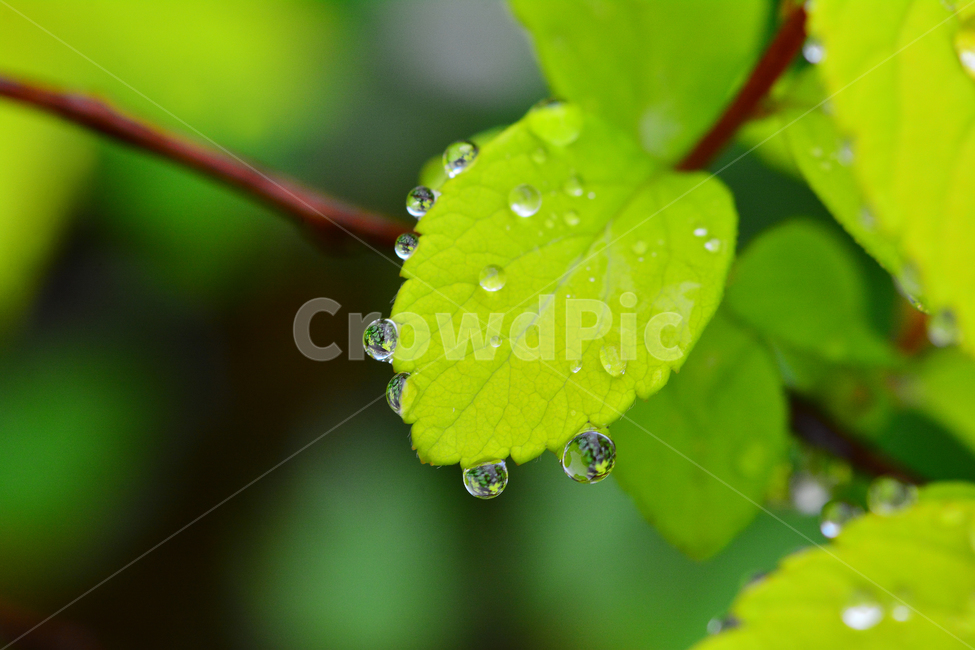 이슬,물방울,풀잎이슬,투명,빗방울,봄비,dew,water,맺히다,방울방울,plant,green,초록,싱그러운,신선한,맑은,아침이슬,해맑은,빗물,초본,영롱한,접사,마크로,클로즈업,fresh,clean,clear,natural,자연,새순,출발,start,시작,어린,연약한,순수,청정,식물,자연,plants,nature
