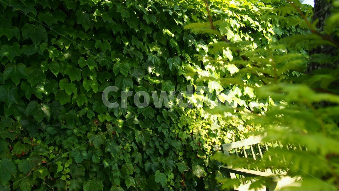 자연,싱그로움,벤치,휴식,힐링,허브빌리지,시원함,그늘,식물,자연,plants,nature,휴식,힐링,rest,relaxation,healing