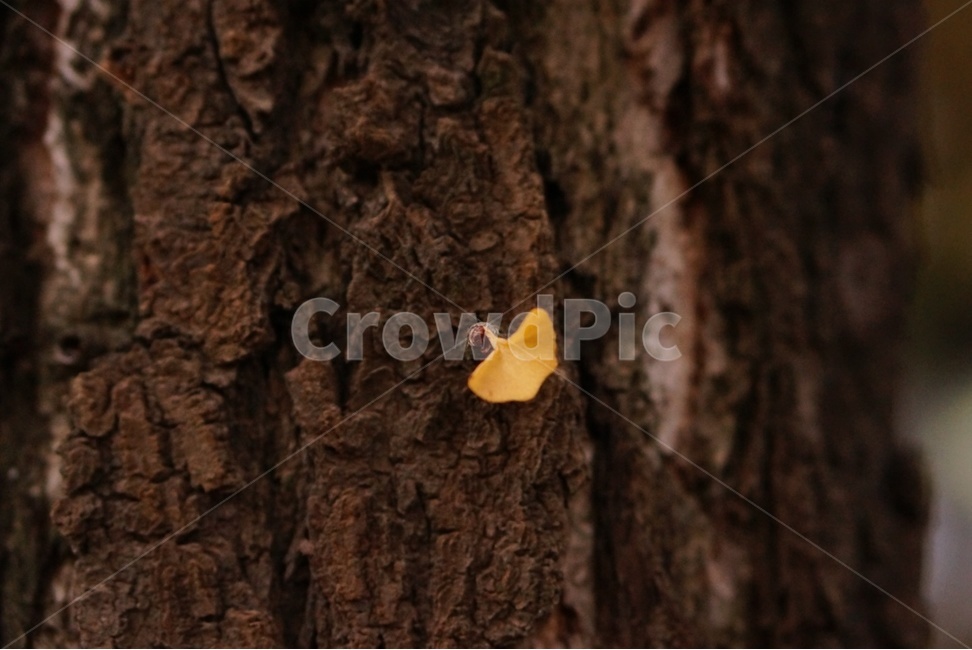은행나무,은행잎,가을,낙엽,잎,가을,계절,fall,autumn,season