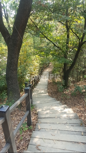 산,산책로,숲,forest,계단,나무,식물,낙엽,fallenleaves,tree,mountain,자연,풍경,nature,landscape,flagstone,판석