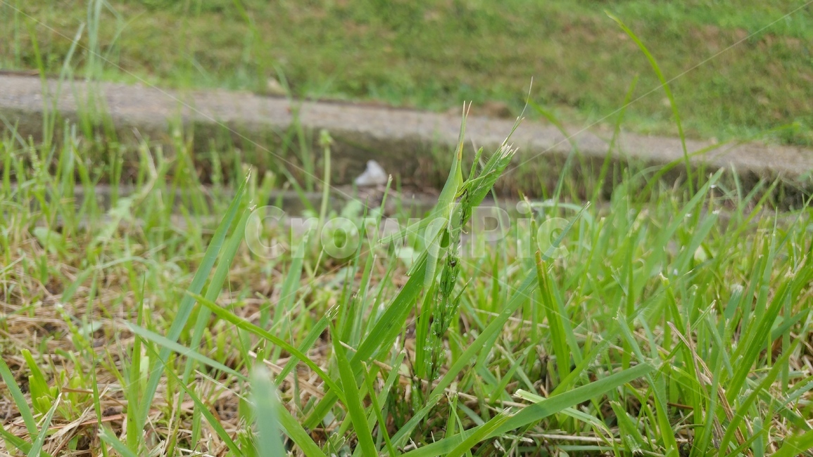 풀밭,방아깨비,보호색,초록색,green,곤충,skittles,insect,grassfield,풀