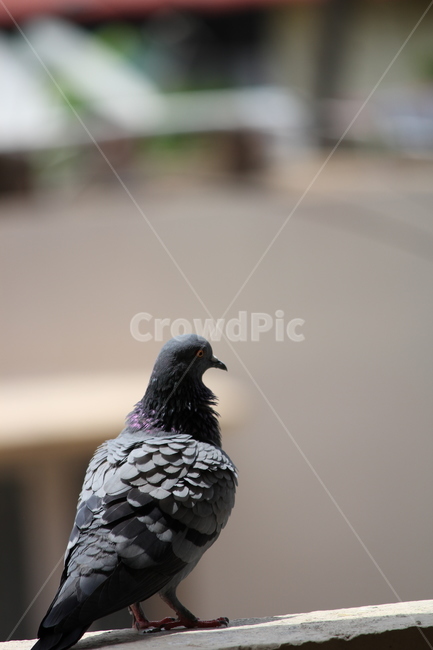 bird,새,비둘기,pigeon,동물,동물,animal,조류,새,birds