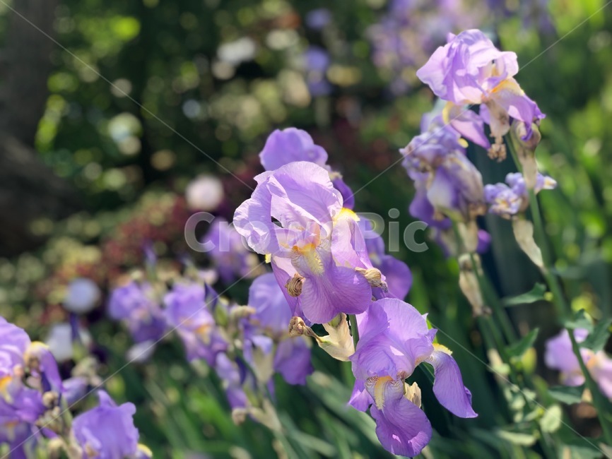 꽃,자연,flower,보라색꽃,연보라색꽃,풀