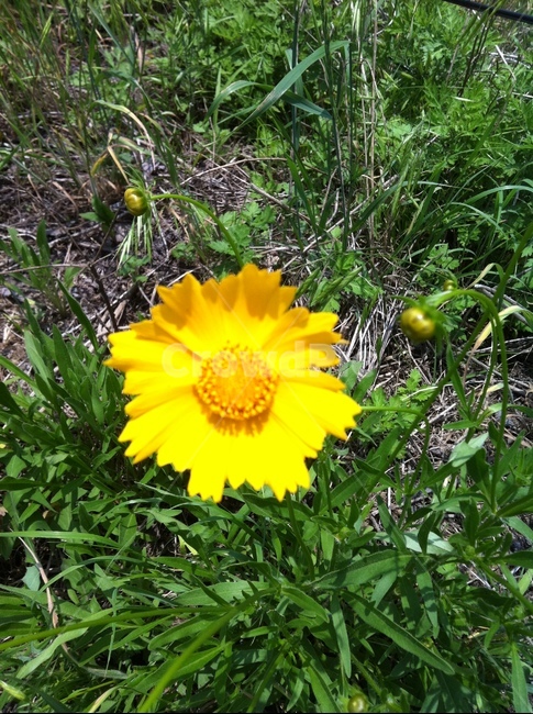꽃,식물,노란꽃,풀,화단,식물,자연,plants,nature,꽃,flower