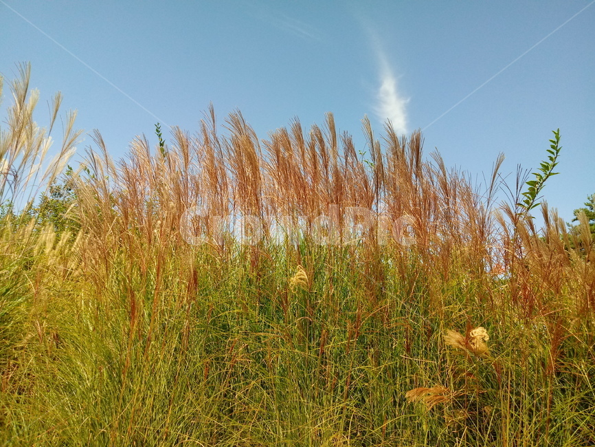 갈대,식물,reed,벼과,여러해살이풀,plant,겸가,노위,문견초,위근,위경,식물,자연,plants,nature