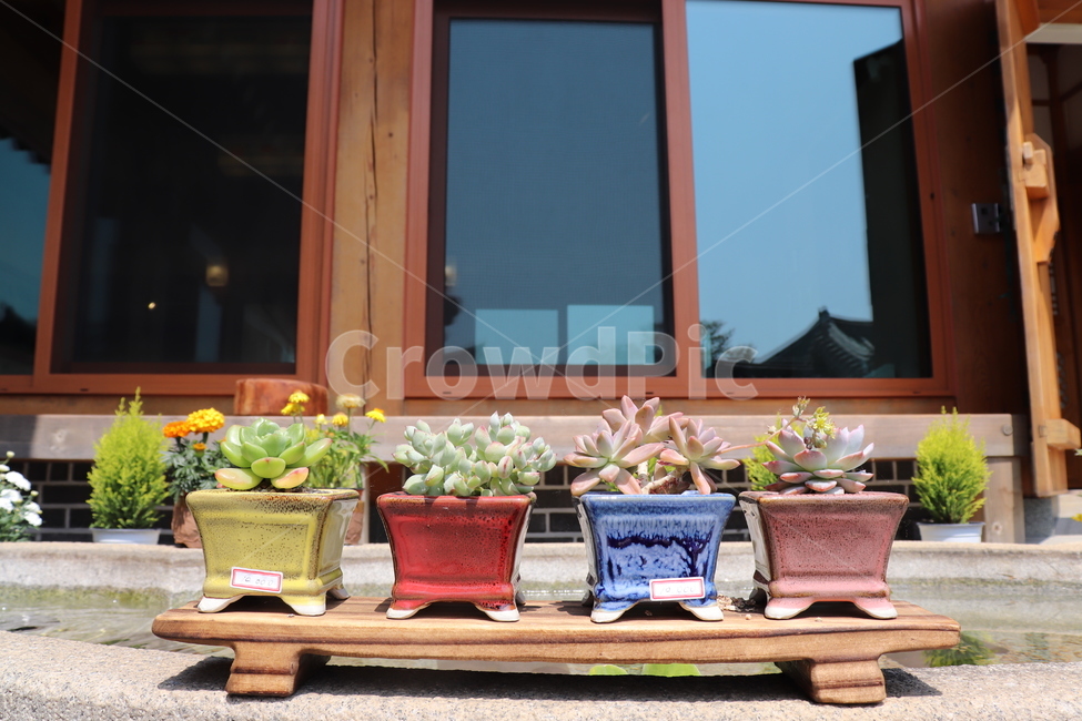 다육이,다육식물,plant,화분,식물,율마,자연,화분들,다육,꽃화분