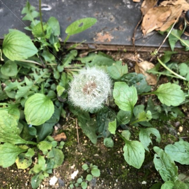 식물,민들레,민들레씨,홀씨,plants,dandelion,dandelionseed,seed,shokubutsu,tanpopo,흰색,초록,white,green,shiro,midori,자연,nature,식물,자연,plants,nature