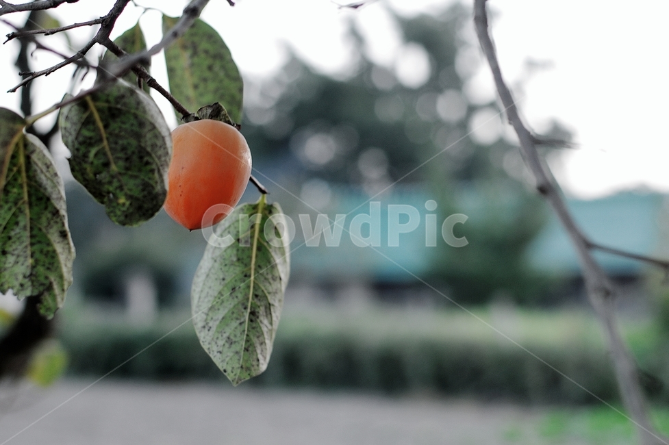 감,추석,추수,가을,감나무,홍시,시골,과일,가을,계절,fall,autumn,season,과일,열매,fruit,plant,식물,food,음식