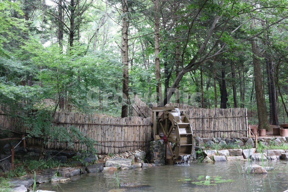 물레방아,물,자연,식물,나무,초록,water,nature,plants,tree,green,mizu,shokubutsu,ki,midori,인천대공원,자연,풍경,nature,landscape,outdoors,옥외