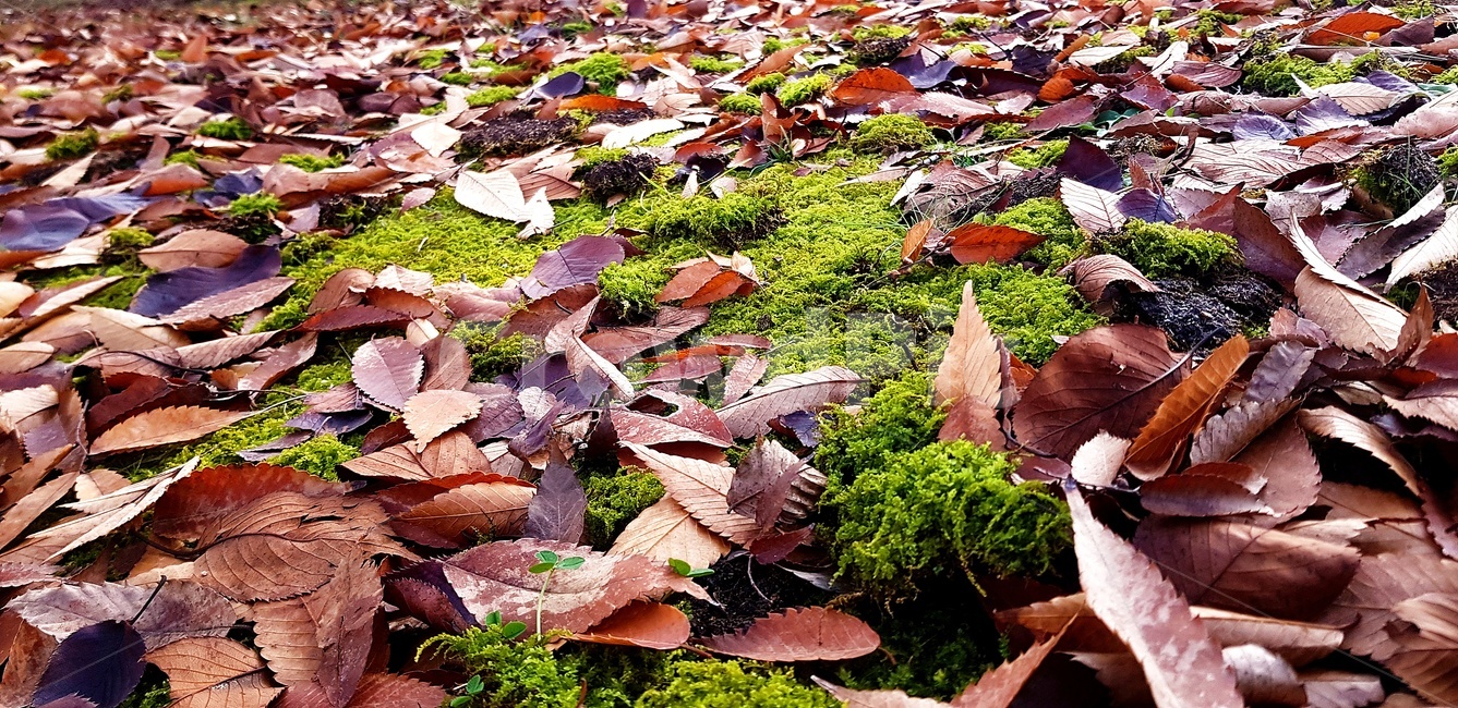 이끼,식물,낙엽,잎,풀,가을,가을,계절,fall,autumn,season,식물,자연,plants,nature