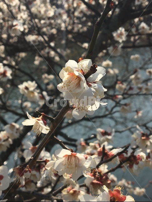 벚꽃,꽃,식물,cherryblossom,벚나무