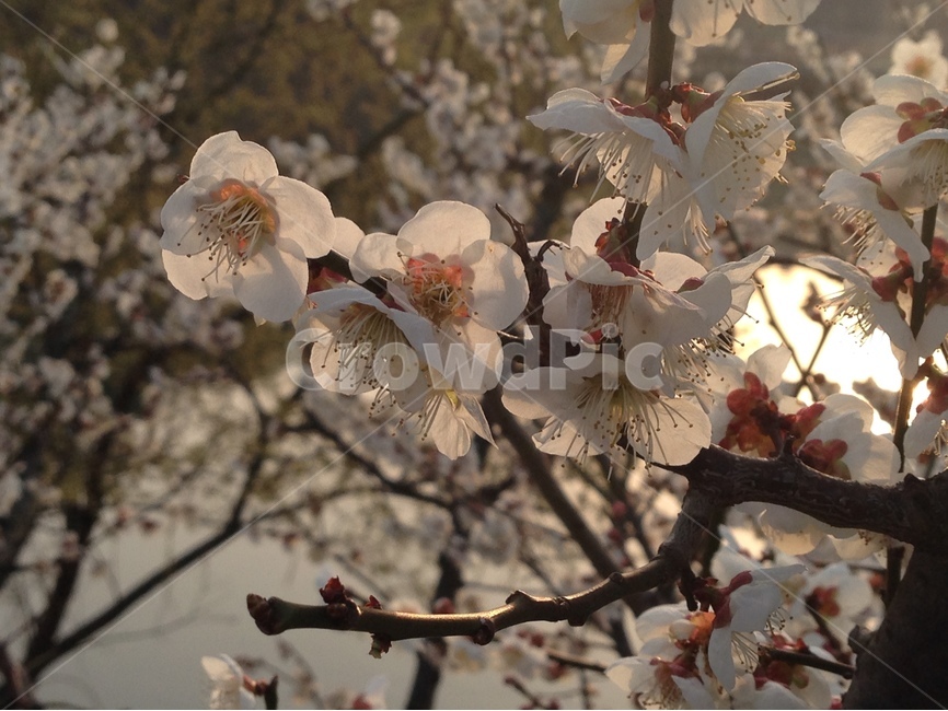 꽃,벚꽃,감성,노을,자연,식물,자연,plants,nature,꽃,flower