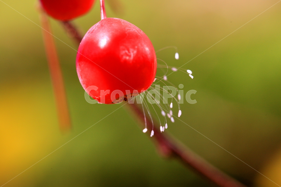 식물,나무,열매,과일,사과,과일,열매,fruit