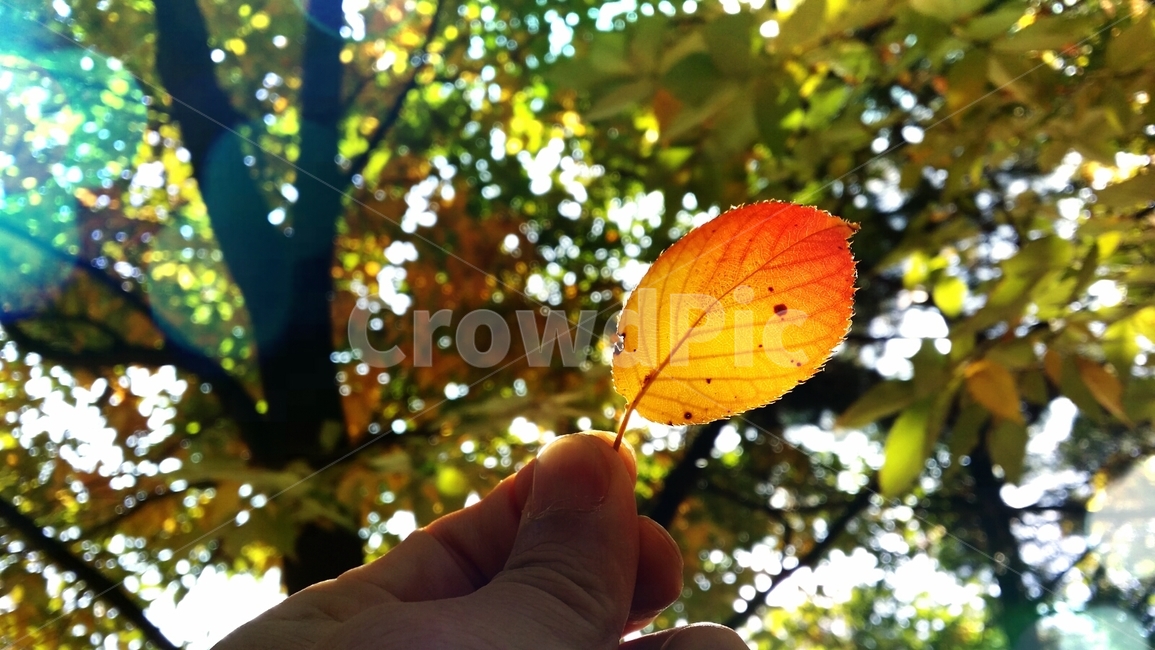 낙엽,가을,햇살,숲,단풍잎,단풍,잎사귀,잎,손,햇빛,나무,붉은단풍,leaf,plant,식물,가을,계절,fall,autumn,season,veins,정맥