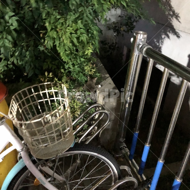 자전거,저녁,길고양이,아기고양이,풀사이,자전거보관소,밤