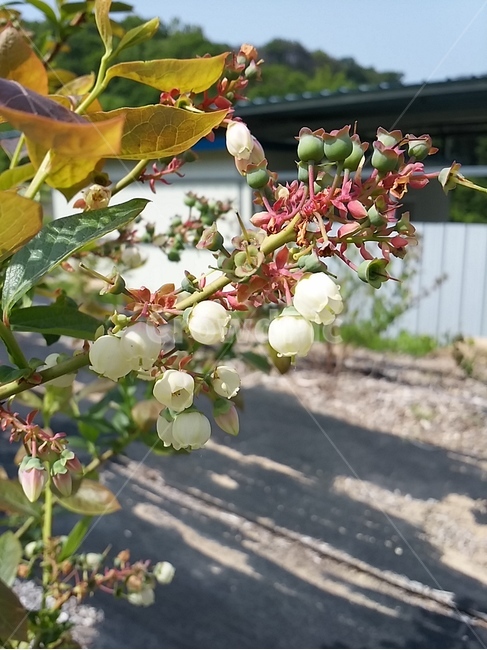 블루베리,꽃,봄,시골,농촌,식물,자연,plants,nature,꽃,flower