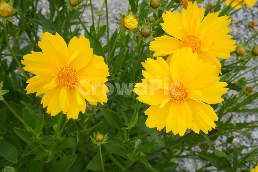 꽃,봄,노란색,노란꽃,예쁜꽃,초록색,향기,따뜻함,감성,색감,flower,plants