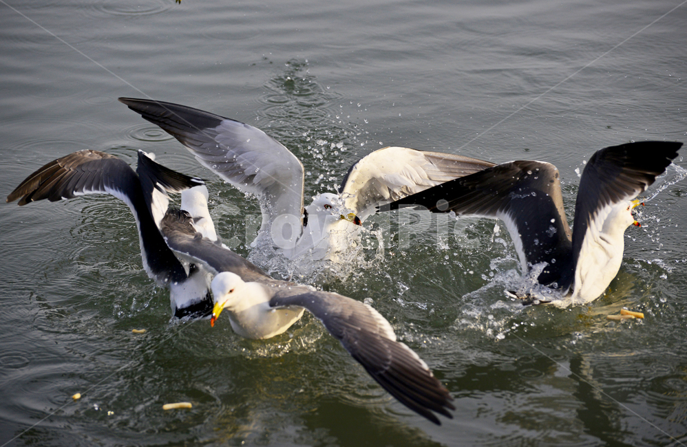 water,물,animal,동물,bird,새,flying,나는,비들기,바다,비상,새우깡,조류,자연,생태,동물,animal,조류,새,birds