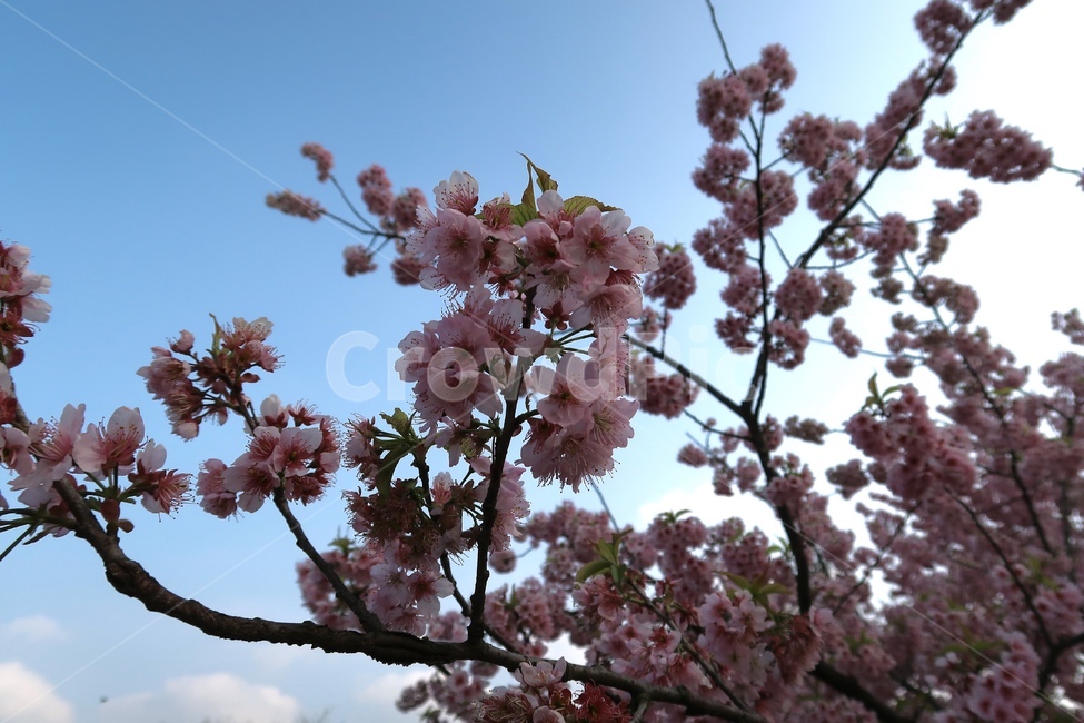 꽃,봄,계절,풍경,벚꽃,하늘,소풍,봄,계절,spring,season,plant,식물,blossom,flower