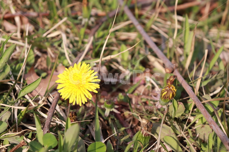 민들레,꽃,식물,자연,민들레꽃,봄,계절,spring,season,식물,자연,plants,nature,꽃,flower,plant,blossom
