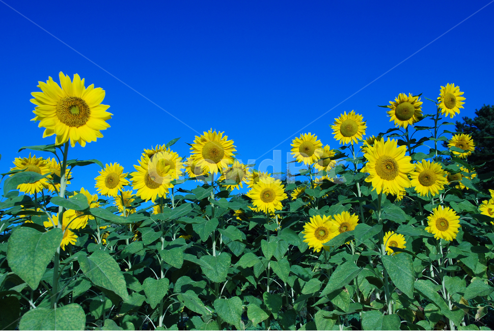 해바라기,가을,가을꽃,노랑꽃,계절,파란하늘,여름,계절,summer,season,가을,fall,autumn,식물,자연,plants,nature,꽃,flower,plant,blossom,sunflower