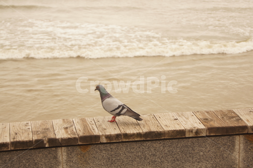 비둘기,바다,나무,화강암,고독함,흐림,dove,sea,wood,granite,lonely,cloud,동물,animal,조류,새,birds