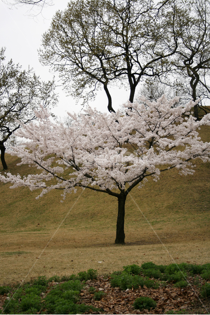벚꽃,산책,철쭉조팝꽃,봄,봄날,감성,spring,flower,풍경,식물,새싹,잎,초록,꽃,분홍색,하얀,흰색,white,봄,계절,spring,season,식물,자연,plants,nature,나무,trees,wood,plant