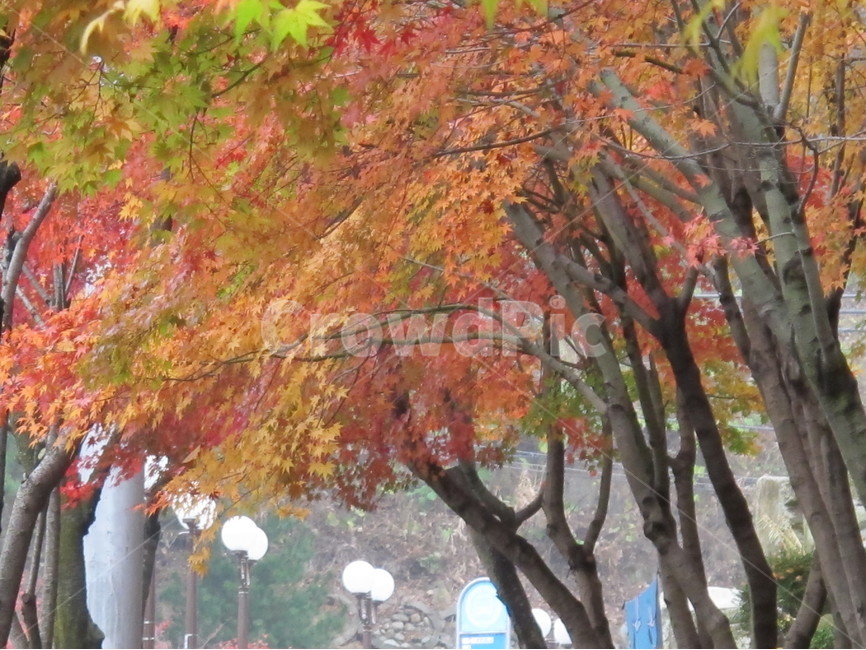 단풍,가을,maple,낙옆,붉은,fall,nature,plant,가을,계절,fall,autumn,season,자연,풍경,nature,landscape,식물,plants,나무,trees,wood,tree