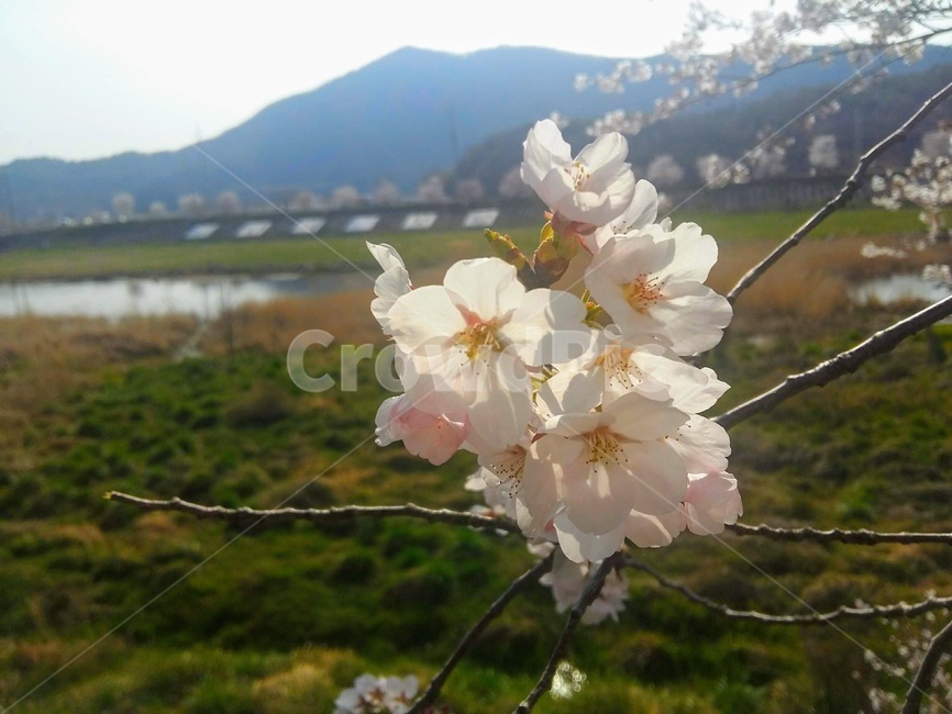 충남,벚꽃,봄,풍경,식물,plant,blossom,spring,자연,산,산책,계절,감성사진,벚꽃축제