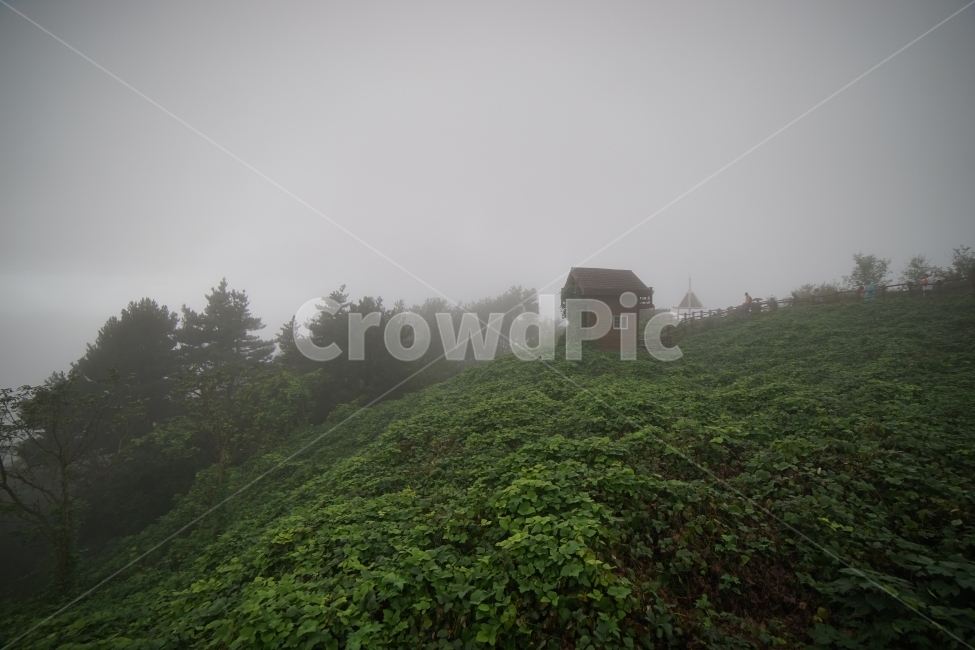 안개,fog,울릉도,몽환,풍경,landscape,태하전망대,숲속,forest,wood,나무,새벽,dawn,자연,풍경,nature,landscape,한국자연풍경,한국자연경관,korea nature landscape,outdoors,옥외