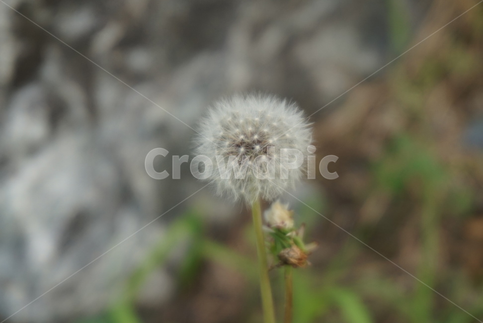 꽃,씨앗,민들레씨,민들레,민들레홀씨,식물,flower,plant,dandelion