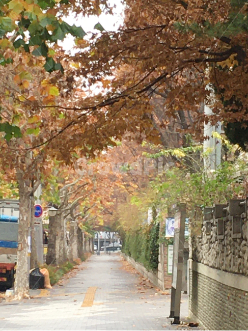 거리,street,보도블럭,sidewalkblock,보도,walkway,sidewalk,풍경,scenery,나무,tree,낙엽,deciduous,생활,life,식물,plant,바닥,ground